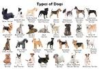 All Dog Breeds - Sorted by Popularity (373 Breeds)