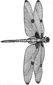 Dragon Fly Pattern Dragonfly Drawing Dragonfly Art Dragonfly Illustration