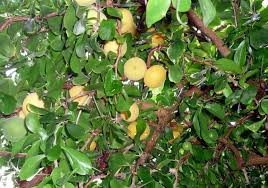 Image result for Dovyalis afra