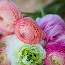 Ranunculus Bulbs Bridal Bouquet Mix Fall Flower Bulbs Eden Brothers Bulb Flowers Fall Plants Easy To Grow Bulbs