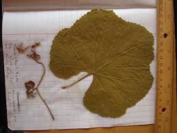 Image result for Ampelocissus africana