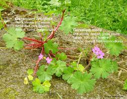 Make sure this fits by entering your model number. Shiny Geranium Identification And Control Geranium Lucidum King County
