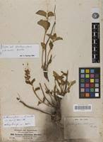 Image result for Orthosiphon schimperi