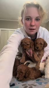 Mini Goldendoodles Available for Adoption
