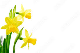 Naklejka Żonkile - żonkil, narcyz, kwiat, fototapety | Foteks