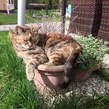Stärkung der bindung zwischen dir und deiner katze: Katze Im Bett Lieber Unbequem Schlafen Als Katze Wecken Home Facebook