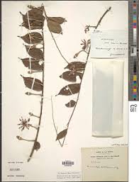 Image result for Dicranolepis