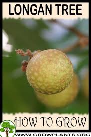 The flesh is whitish, translucent and somewhat musky and sweet with a single. Longan How To Grow Care