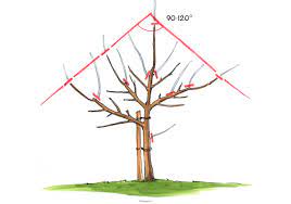 Mit voranschreitendem alter tragen birnbäume ihre früchte immer weiter außen und hoch an der krone, das innere des baumes verholzt hingegen zunehmend. Birnbaum Schneiden Tutorials Mit Bebilderungen Und Video