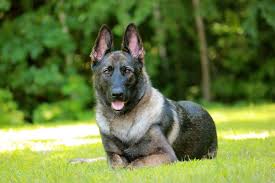Globally popular and incredibly versatile, this purebred is the stuff of dreams. Pin On German Shepherds