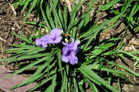 Image result for Jeffreya petitiana