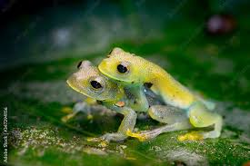 Image result for glass frog