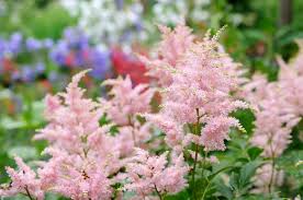 X arendsii , creating by crossing a. Prachtspiere Die 10 Besten Pflegetipps Astilbe