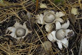 Image result for Geastrum triplex