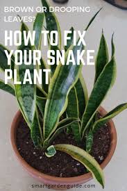 How to revive a snake plant with yellow or brown drooping leaves scale back the watering. If Your Snake Plant Has Drooping Or Brown Leaves You Need To Read This Article There Are A Few Snake Plant Indoor Plant Care Houseplant Snake Plant Care