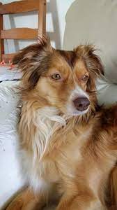 Fira our kokoni-mix | Animals, Corgi, Dogs