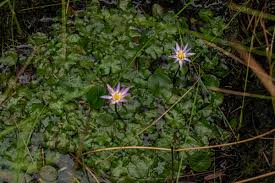 Image result for Nymphaea heudelotii