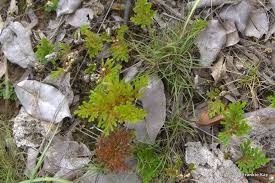 Image result for Selaginella imbricata