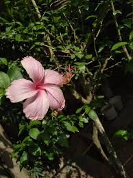 Image result for Hibiscus sidiformis