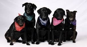 back to black the black dog syndrome at shelters paws animal rescue black dog syndrome black dog little dogs