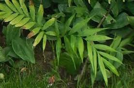 Image result for Chamaedorea microspadix