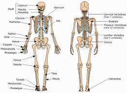 The human brain contains about 100 billion nerve cells. All About The Skeletal System Cea1 Com Human Body Anatomy Human Skeleton Bones Human Body Bones Skeletal System