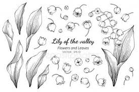 Collection Set Of Lily Of The Valley Flower And Leaves Drawing I Stock Ad Lily Valley Col Lily Of The Valley Lily Of The Valley Flowers Leaf Drawing