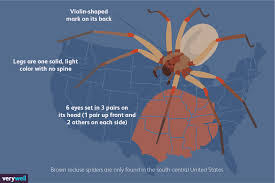 The bite may feel like. The Brown Recluse How To Tell If You Were Bitten