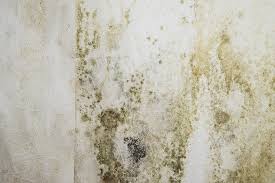 Maybe you would like to learn more about one of these? How To Get Rid Of Musty Smell In House Ways To Combat The Root Cause