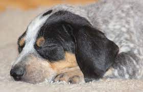Check spelling or type a new query. A Complete Guide To The Blue Tick Beagle Dog All Things Dogs All Things Dogs