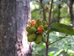 Image result for Xylopia tomentosa