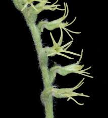 Image result for Holothrix papillosa