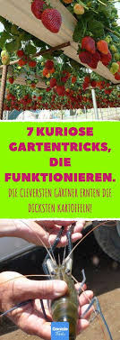 7 Ungewohnliche Anbaumethoden Und Garten Ideen Die Mehr Als Clever Sind Bepflanzung Pflanzen Garden Types