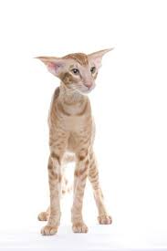 pin on oriental short hairs