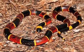 Coral Snake Coral Snake Types Of Snake Snake Venom