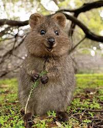 Quokka The Quokka A Small Kangaroo Native To We Australia Kangaroo Native Quokka Small Western Quokka Animal Funny Animals Animals Beautiful
