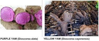 Image result for Dioscorea cayenensis