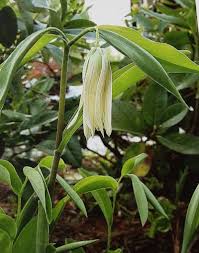 Image result for Clutia sessilifolia