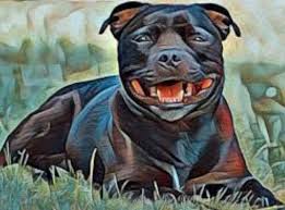 Pin By David On Staffordshire Bull Terrier Staffordshire Bull Terrier Pitbull Terrier American Pitbull Terrier