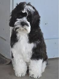 Black And White Cocker Spaniel Poodle Mix Coat Colour Gallery Yorkshire Terrier Puppies Puppies Cute Dog Pictures