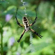 With all the talk of wildlife gardening nowadays, most of the attention goes to birds, butterflies, and beneficial insects. Beneficial Yellow Garden Spiders Home Garden Information Center