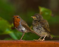 We did not find results for: European Robin Wikiwand