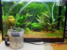 Pin On Aquarium Atmosphere