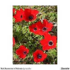Red Anemone Of Adonis Postcard Zazzle Com In 2021 Anemone Flower Red Anemone Flower Meanings
