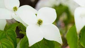 Closeup of white dogwood flowers in spring. The Kousa Dogwood Arbor Day Blog