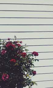 Grunge Rose Aesthetic Desktop Wallpapers Top Free Grunge Rose Aesthetic Desktop Backgrounds Wallpaperaccess Dark flowers aesthetic flowers healthy. grunge rose aesthetic desktop