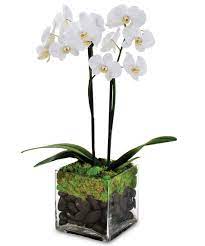 Indoor Green Plants Orchid Care Orchid Care Indoor Green Plants Orchid Plants