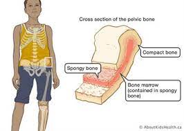 Blood Marrow And The Lymphatic System