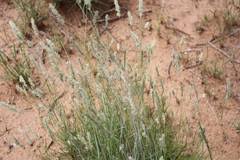 Image result for Enneapogon scoparius