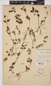 Image result for Neoboutonia melleri